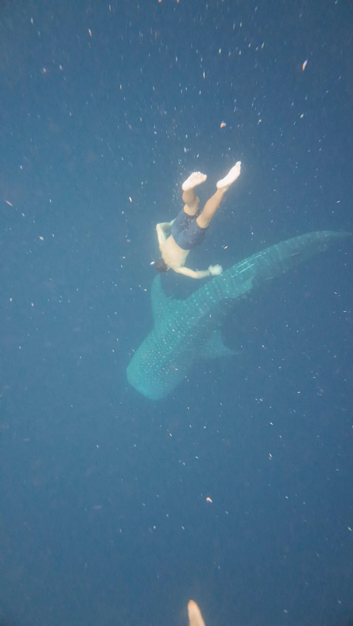 Roanin diving down toward a whale shark, seen from above