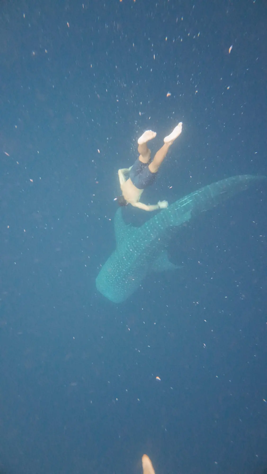 Diving down to a whale shark in Saleh Bay, off Sumbawa.