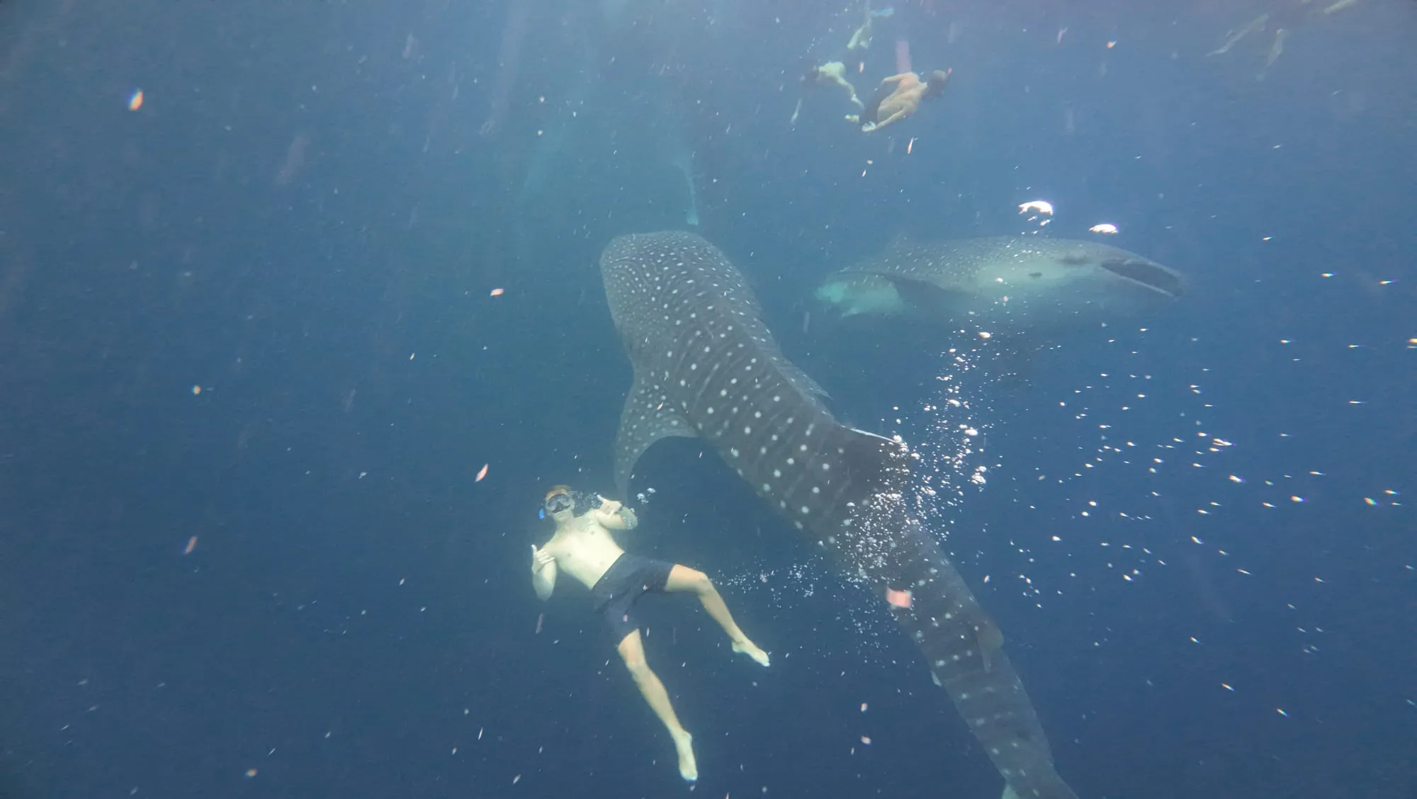 Roanin underwater giving a shaka next to two whale sharks