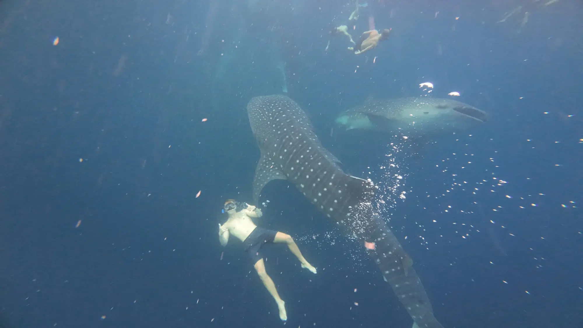 Roanin underwater, shaka up, beside two whale sharks