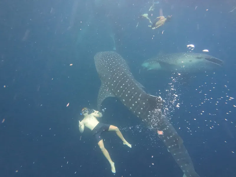Roanin underwater giving a shaka next to two whale sharks
